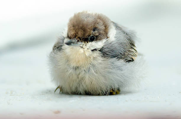 かわいい小さな赤ちゃんの鳥 - chirrup ストックフォトと画像