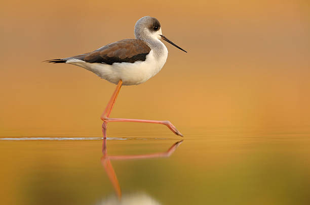 Black-Winged Stilt Black-Winged Stilt in shallow water avocet stock pictures, royalty-free photos & images