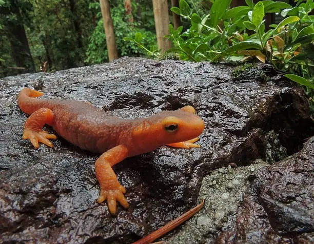This California or Sierra Newt (Taricha torosa) is an amphipian who resides in the Sierra Foothills of Northern California. It is sometimes referred to as the orange bellied newt.