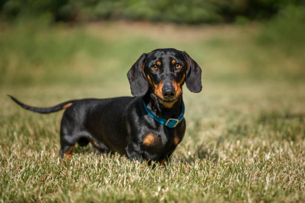 istock Black and Tan Dachshund close up looking directly at the camera in a field 1864454893