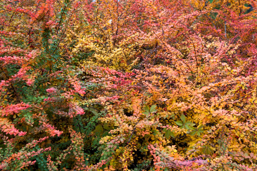 Colorful shrub with beautiful leaves in autumn in the Park