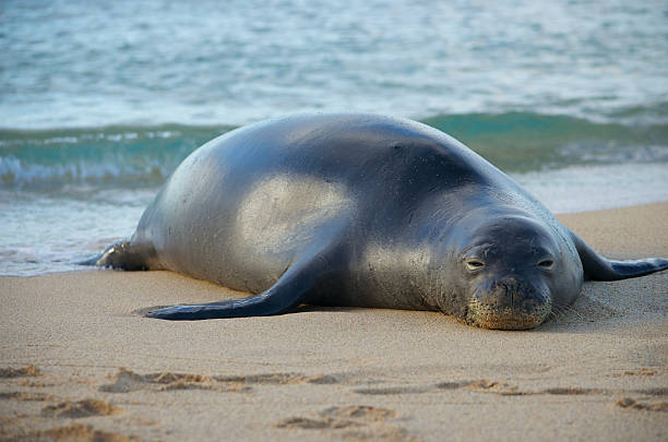 Hawaiian Monk Seal Stock Photo - Download Image Now - Hawaiian Monk Seal,  Animal, Animal Wildlife - iStock
