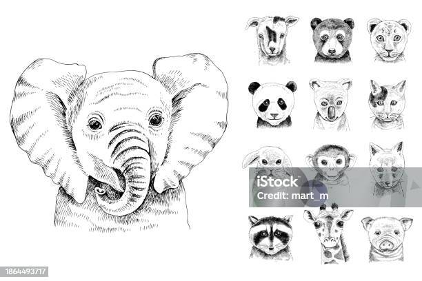 Animal Image Basic Basic Rgb Stock Illustration - Download Image Now - Animal, Animal Body ...