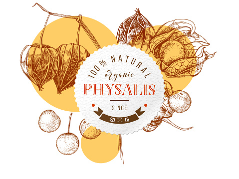 Round emblem with type design over hand drawn physalis branches and berries. Superfood. Vector illustration