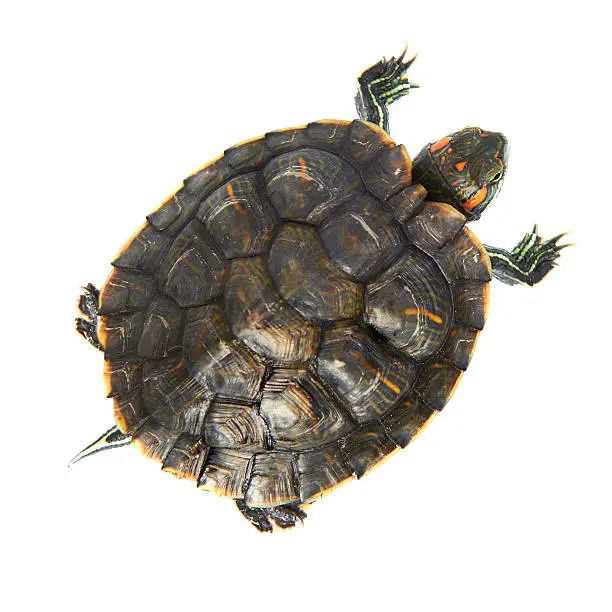 Photo of Red ear turtle