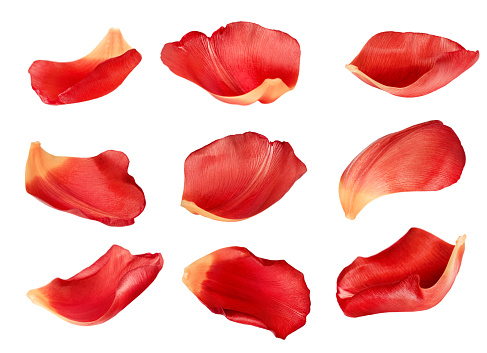 collection of red petals from different angles, isolated on white background