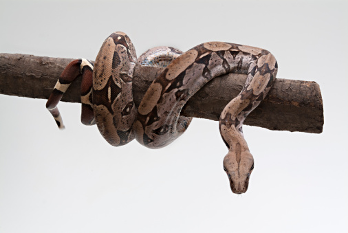 snake coiled on tree trunk