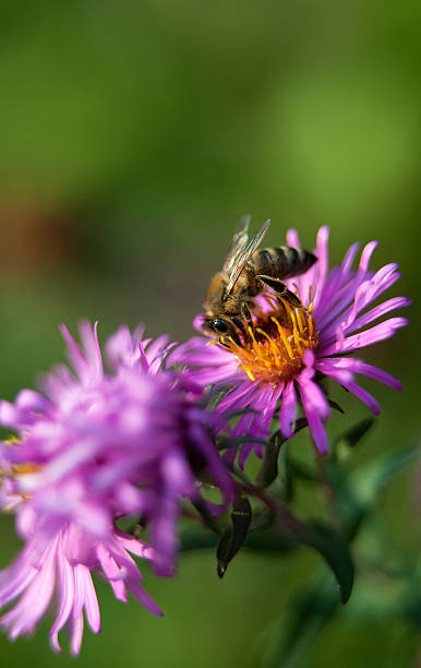 istock Bee and purple flowers 186451898