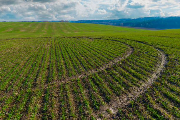 istock Cultivated field with fresh greeen crops 1864520498