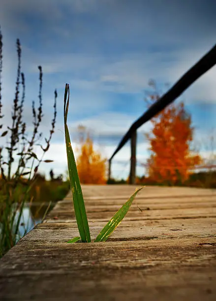 Jetty with a blade of grass on a small pond