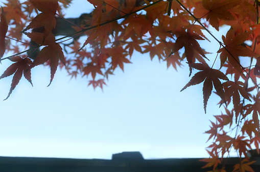 Natural Pattern of Autumn Colored Maple Leaves