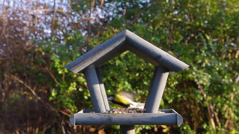 Bird feeder in garden