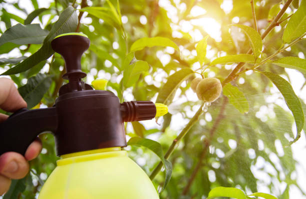 istock Spraying peach from pests and diseases. Sunset 1864530753