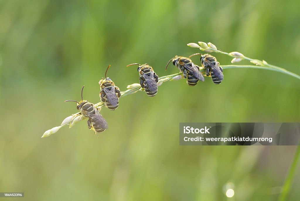 Abelhas estar juntos em uma grama - Foto de stock de Abelha royalty-free