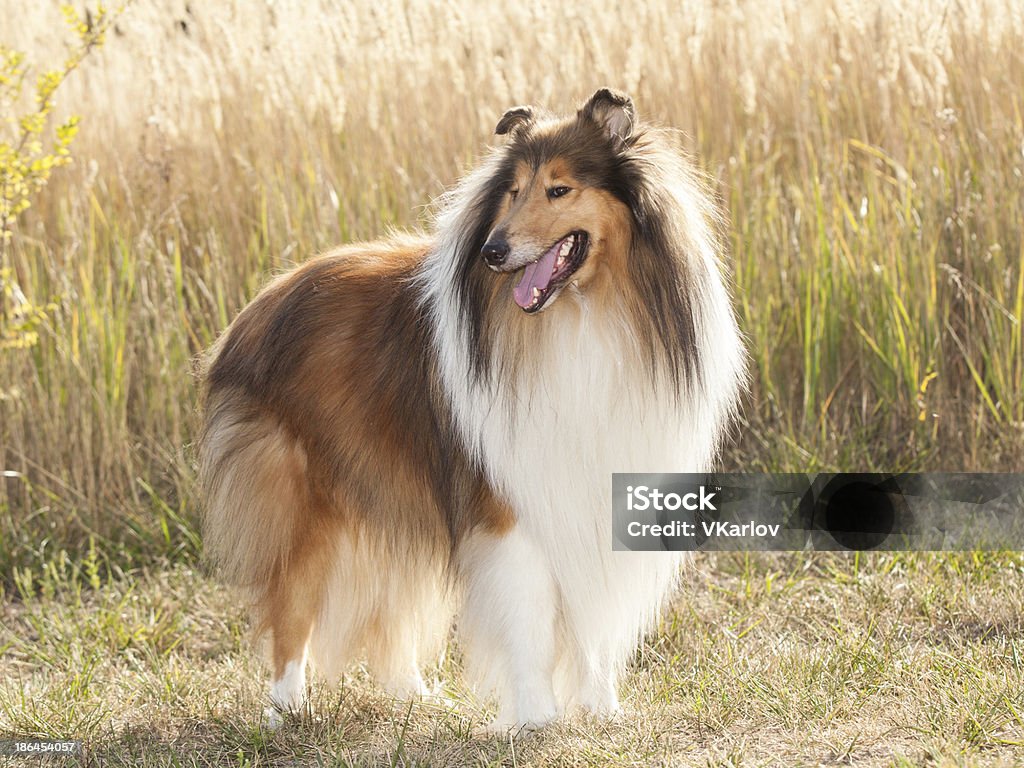 Portrait of purebred dog Rough Collie. Rough Collie Stock Photo