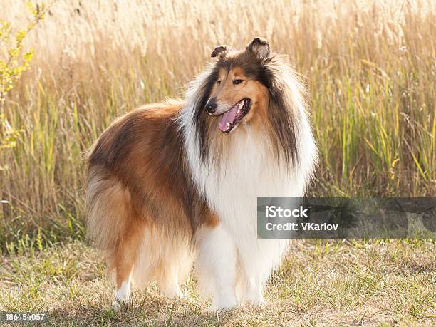Portrait Of Purebred Dog Rough Collie Stock Photo - Download Image Now - Rough Collie, Animal, Beauty In Nature