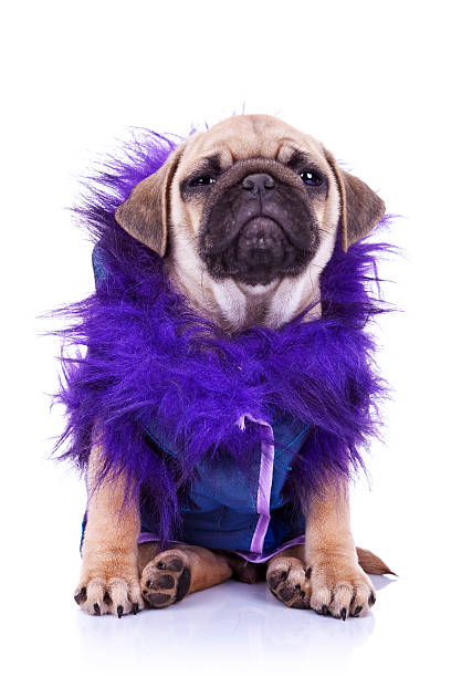 istock dressed  pug puppy dog on white 186455185