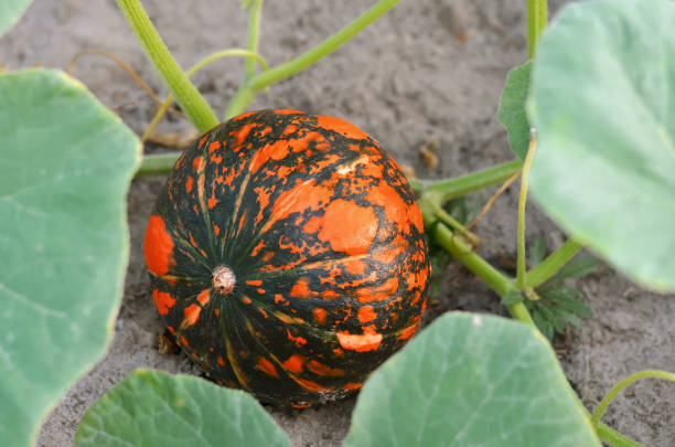Growing spotted pumpkin in open ground.