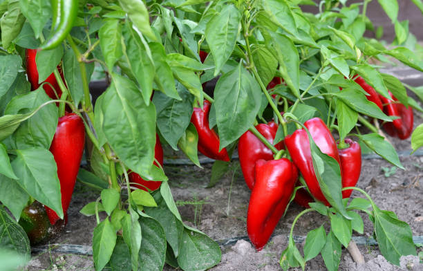 istock Growing red sweet peppers in open ground. 1864553495