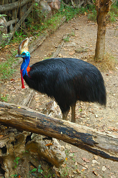istock colourful of bird 186455418