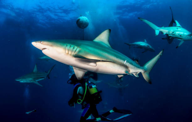 istock Blacktip ocean shark swimming in tropical underwaters 1864566692