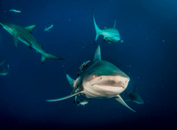 istock Blacktip ocean shark swimming in tropical underwaters 1864566694