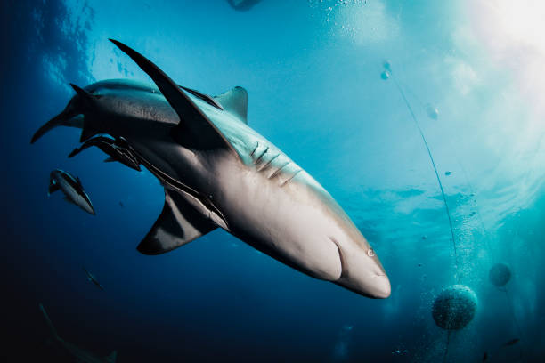 istock Blacktip ocean shark swimming in tropical underwaters 1864566697
