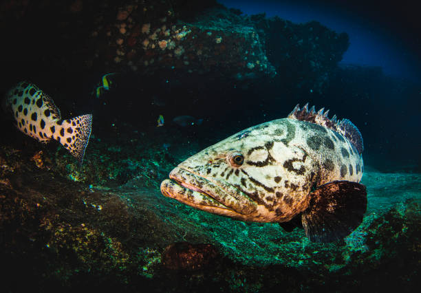 Malabar grouper swimming in tropical underwaters