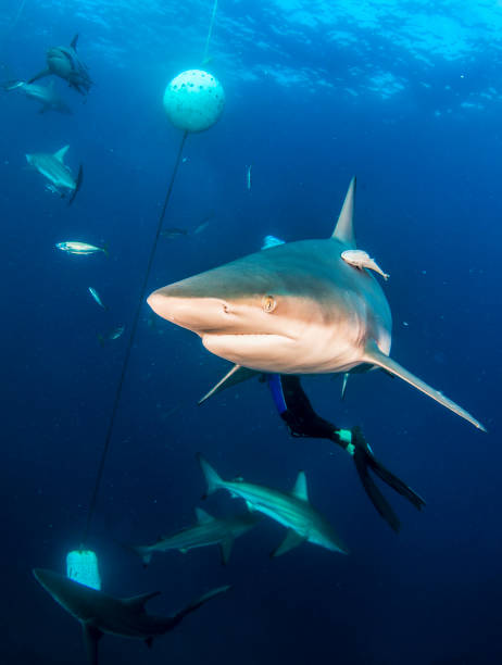 istock Blacktip ocean shark swimming in tropical underwaters 1864566714