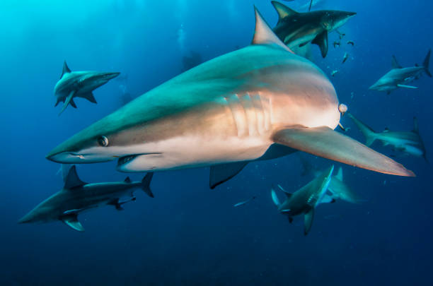 istock Blacktip ocean shark swimming in tropical underwaters 1864566833