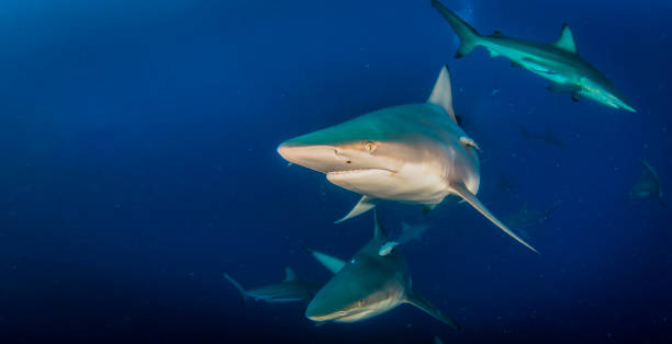 istock Blacktip ocean shark swimming in tropical underwaters 1864566882