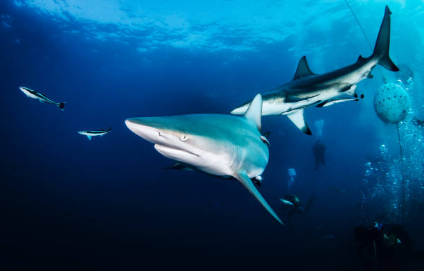 istock Blacktip ocean shark swimming in tropical underwaters 1864567224