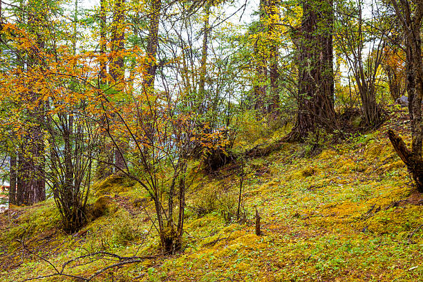 istock autumn of forest 186456974
