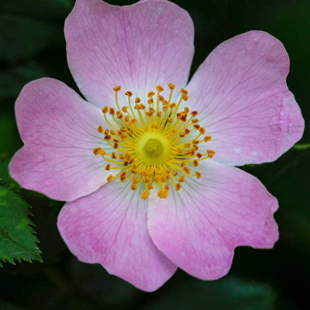 The image is a close-up of a pink flower. The petals of the flower are a deep, rich shade of pink and have a glossy texture. The center of the petals are a lighter shade of purple and have small, dark spots scattered throughout. The edges of the flowers are slightly curled, giving them a soft and delicate appearance. The background is blurred, making the flower the focal point of the image.