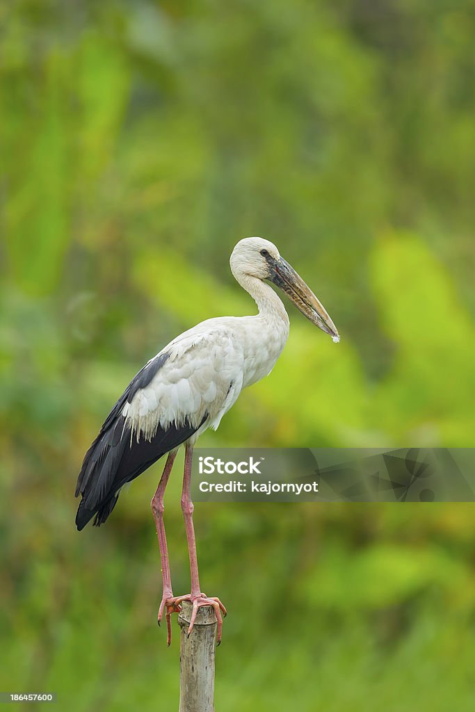 Nahaufnahme des offenen Rechnungen Storch - Lizenzfrei Asien Stock-Foto