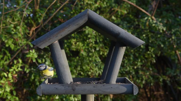 Bird feeder in garden