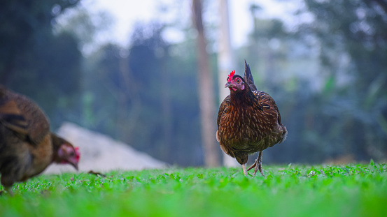 A chicken out of focus and a chicken in focus Chicken