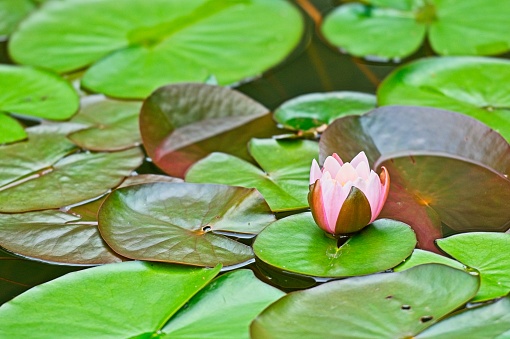 Pink Lotus Flower and Water Lilly