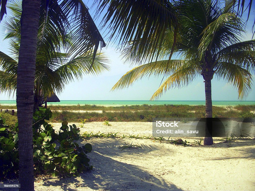 Palm Tree In Hawaii Beach Stock Photo