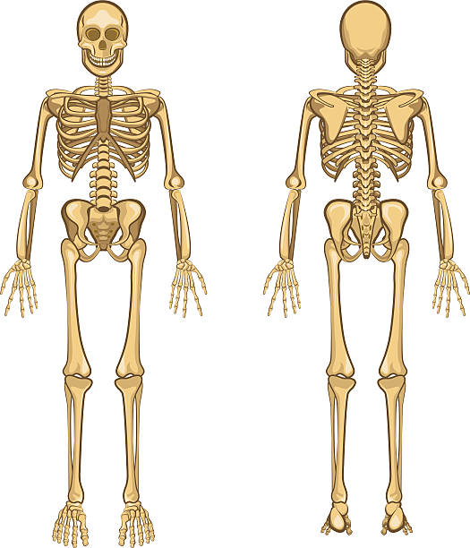 Esqueleto humano ilustración vectorial - ilustración de arte vectorial
