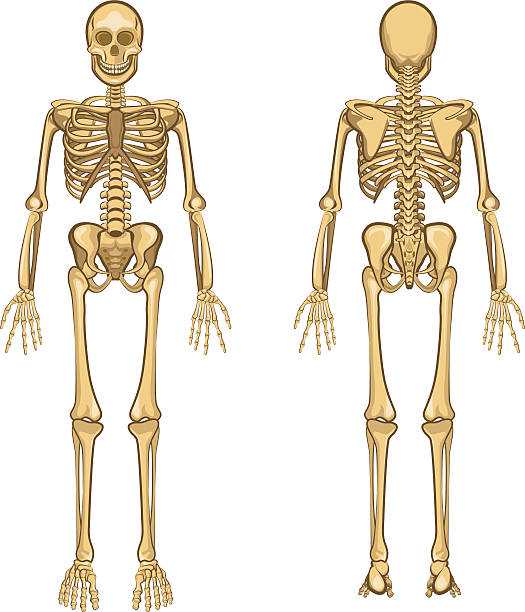 Human Skeleton Vector Illustration Human Body Anatomy Skeleton and Internal Organ Illustration clip art of rib cage stock illustrations