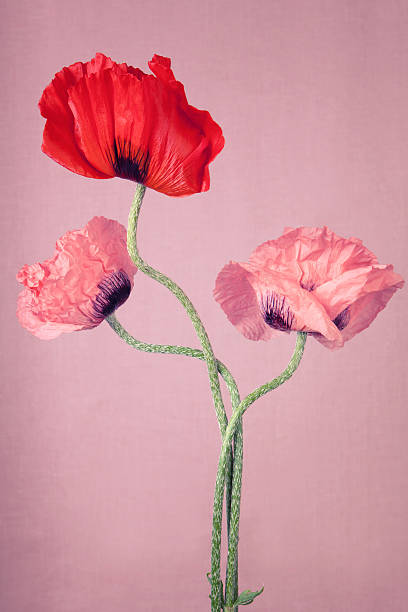 istock One red and two pink Poppy flowers 186461264