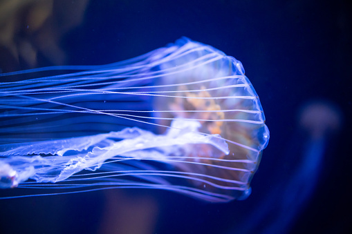 Jellyfish in blue