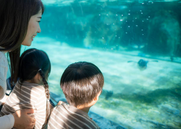 семья смотрит на пингвинов в аквариуме - candid underwater animal aquarium стоковые фото и изображения