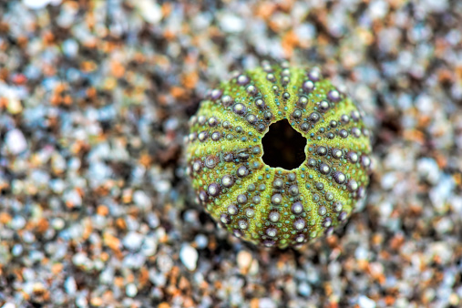 Urchin shell on the sand