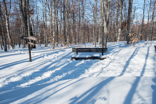 Bare trees casting shadow on the snow covered land with bench by footpath, sunny winter day in the mountains