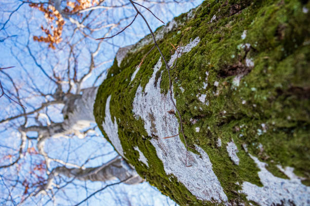 low angle view up the bare tree covered with moss against blue sky - bare tree winter plants travel locations imagens e fotografias de stock