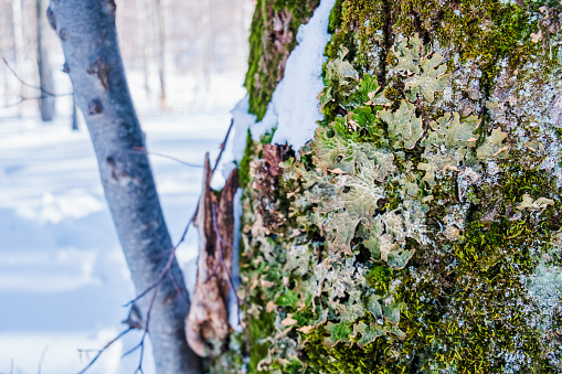 Close-up on tree bark covered with moss and frost in the snowy forest, sunny day in winter