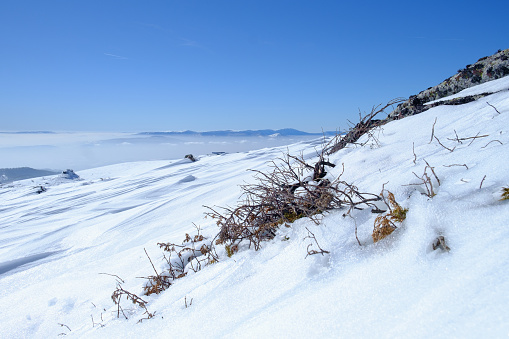 Snow covered mountain landscape, dry bushes surviving harsh climate, clear day in the winter
