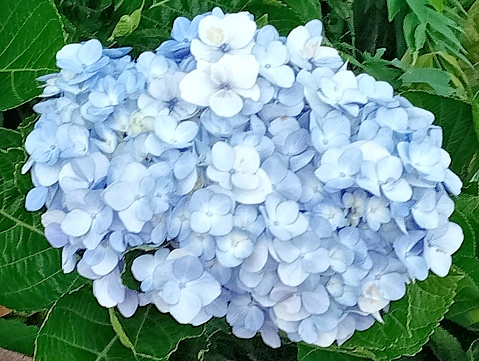 Blue hydrangea flowers among green leaves. Close -up shot of the flowers.